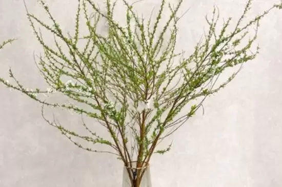 干支雪柳如何快速开花 干支雪柳如何快速开花