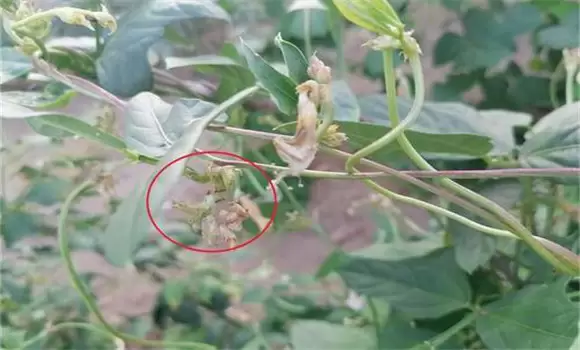 豆角腻虫是什么原因导致的