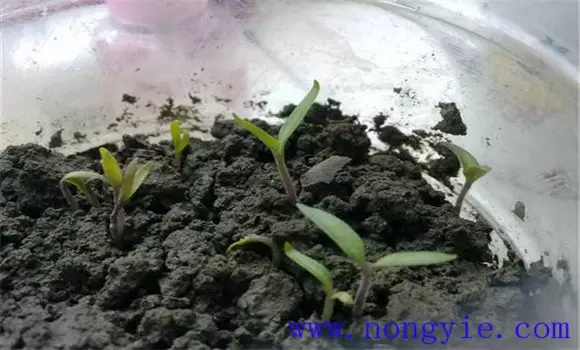 番茄育苗基质的配方