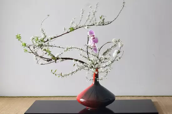 干支雪柳能开花吗 干支雪柳能开花吗