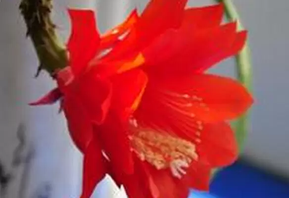 仙人剑花怎么养 仙人剑花怎么养