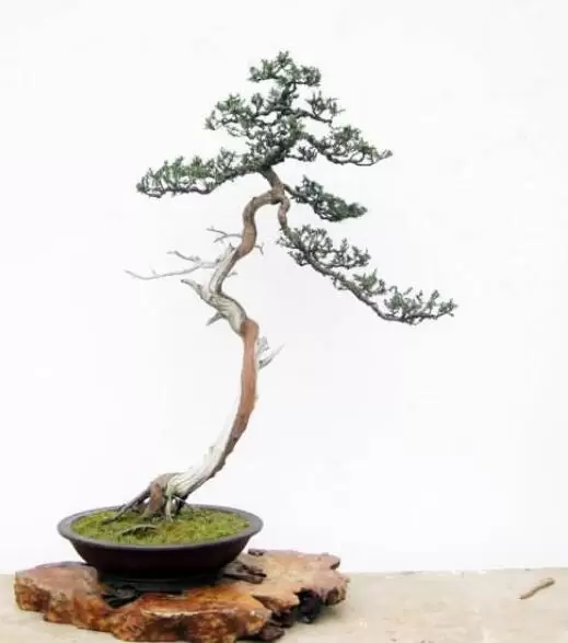 室内不适合养什么花草植物,室内养花禁忌 室内不适合养什么花草植物,室内养花禁忌