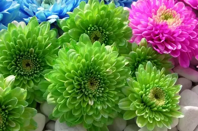 翠菊是怎么由来的,翠菊有什么寓意 翠菊是怎么由来的,翠菊有什么寓意