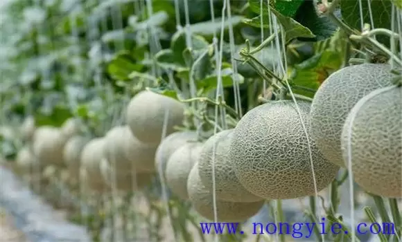 厚皮甜瓜生长温度要求和湿度要求 厚皮甜瓜生长温度要求和湿度要求