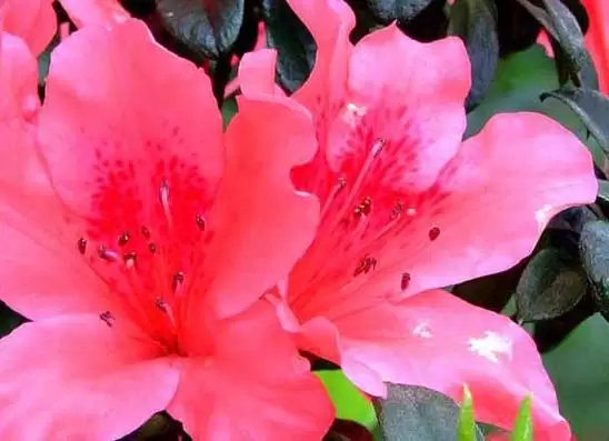 杜鹃花有毒吗? 杜鹃花有毒吗?