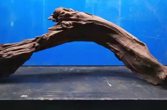 沉木是什么树的木头 沉木是什么树的木头