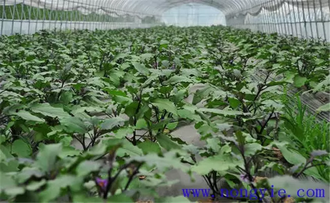 冬季怎样种植大棚茄子 冬季怎样种植大棚茄子