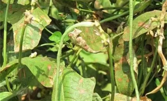 豆角施肥的正确方法
