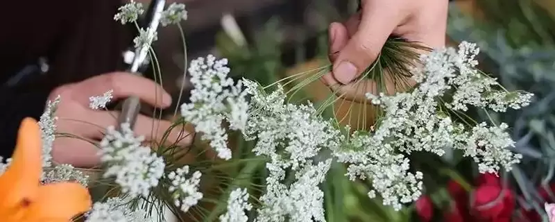 灯台鲜花枝怎么养 灯台鲜花枝怎么养