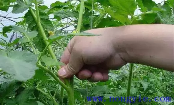 番茄种植管理技术须知的几个要点
