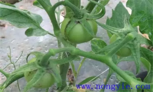 番茄僵果的形成原因是什么