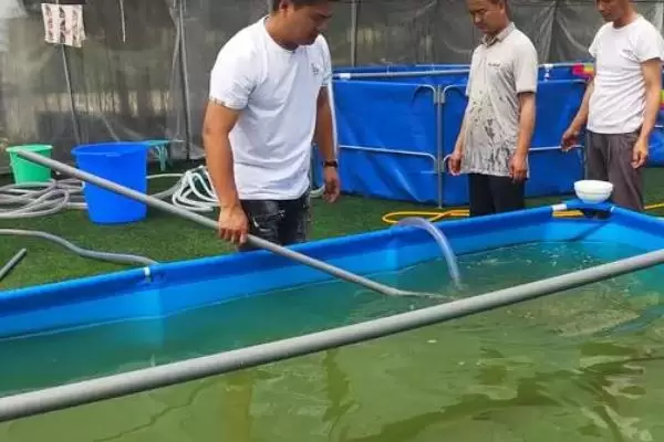 对虾高位池的养殖方法,养殖池应尽可能靠近海边 对虾高位池的养殖方法,养殖池应尽可能靠近海边