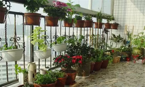 在阳台栏杆上怎样摆放盆花才美 在阳台栏杆上怎样摆放盆花才美