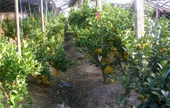 佛手盆栽的种植方法 佛手盆栽的种植方法