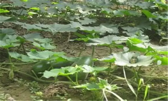 春季露地的冬瓜栽培与管理方法 春季露地的冬瓜栽培与管理方法