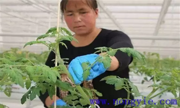 番茄换头整枝技术:棚室番茄的换头整枝方法 番茄换头整枝技术:棚室番茄的换头整枝方法