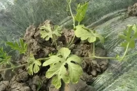 僵苗如何激活 僵苗如何激活