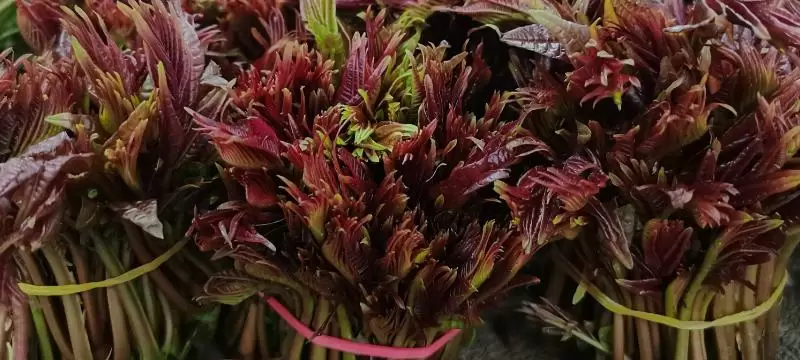 农村适合种什么野菜,看准市场再选择 农村适合种什么野菜,看准市场再选择