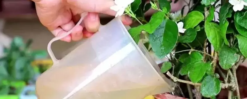 隔夜茶水能浇花吗 隔夜茶水能浇花吗