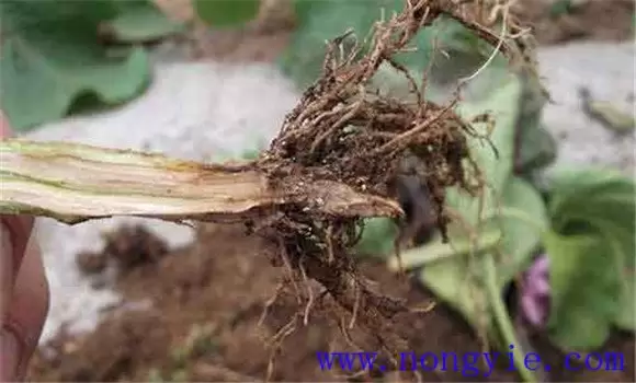 什么是菜豆根腐病 什么是菜豆根腐病