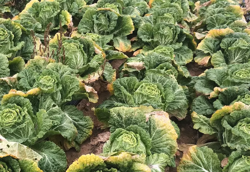 大白菜进行花药培养的注意事项? 大白菜进行花药培养的注意事项?