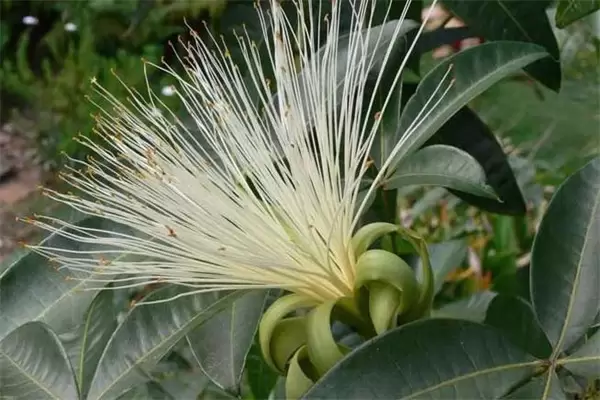 发财树会开花吗?发财树开花是什么预兆 发财树会开花吗?发财树开花是什么预兆
