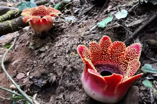 大王花的特点 大王花的特点
