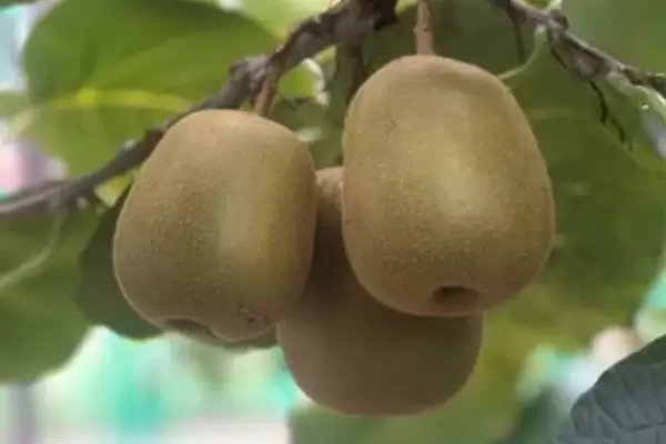 哪些水果种植前景好,主要介绍以下四种 哪些水果种植前景好,主要介绍以下四种