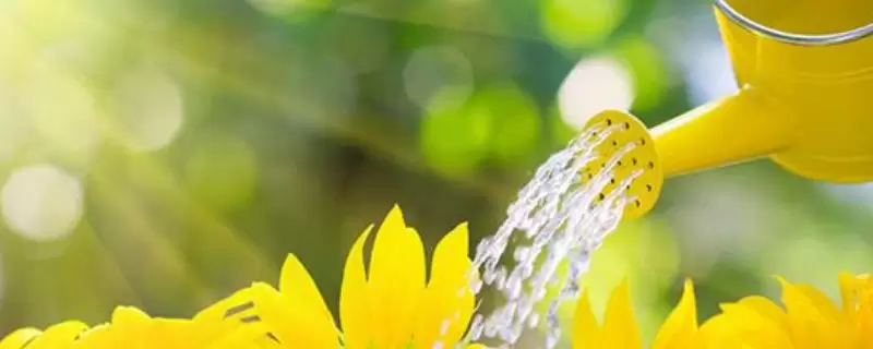 过期牛奶怎么处理才能浇花 过期牛奶怎么处理才能浇花