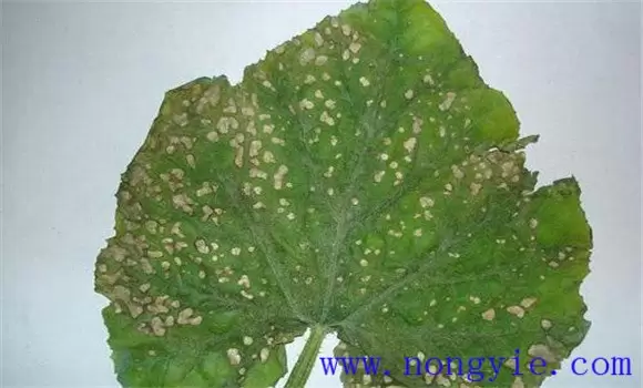 南瓜角斑病症状及治疗方法 南瓜角斑病症状及治疗方法