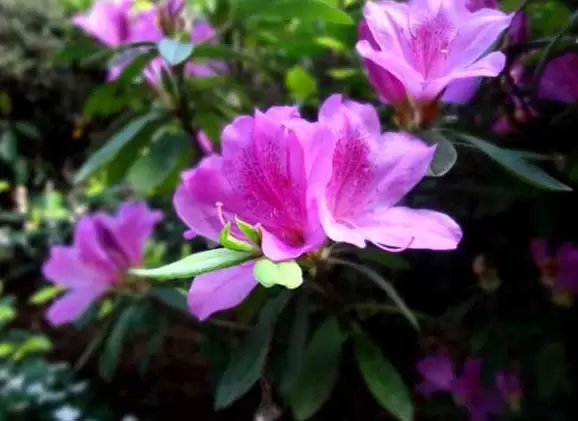 杜鹃花掉叶子怎么办? 杜鹃花掉叶子怎么办?