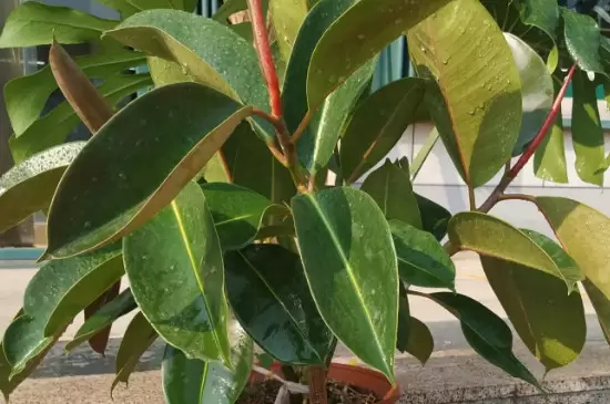 大叶绿植有哪些 大叶绿植有哪些