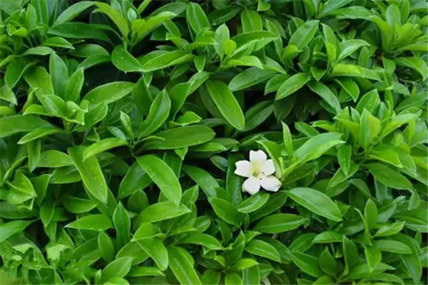 非洲茉莉的原籍并不是非洲 非洲茉莉的原籍并不是非洲