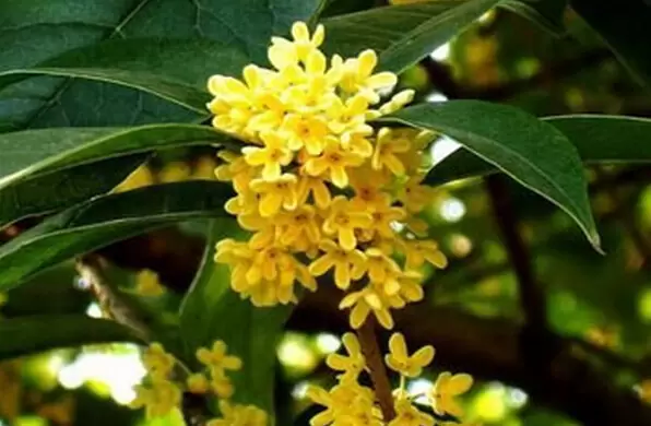 如何区分桂花树品种 如何区分桂花树品种