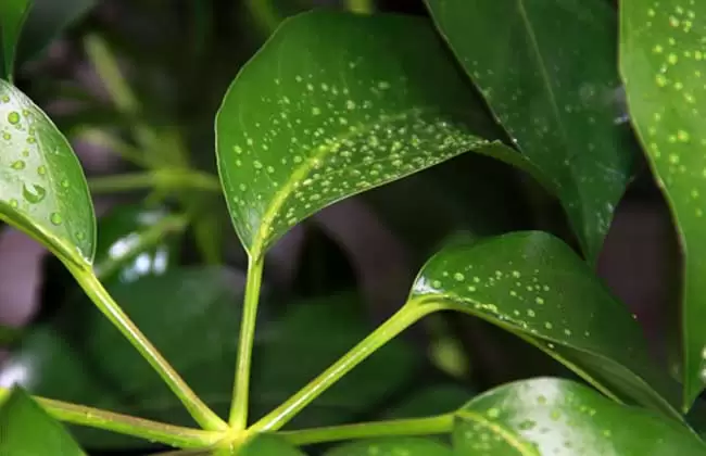 发财树的浇水方法 发财树的浇水方法