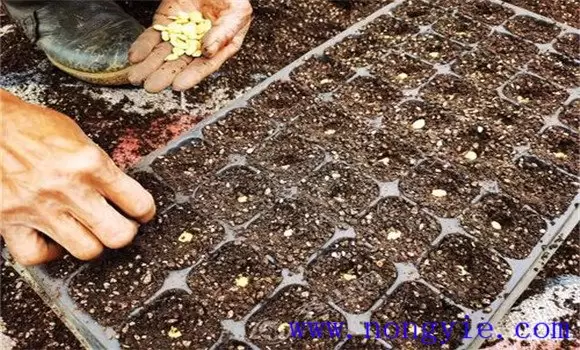 南瓜种植时间 南瓜种植时间
