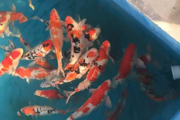 如何饲养大锦鲤,每隔3天要换一次水 如何饲养大锦鲤,每隔3天要换一次水