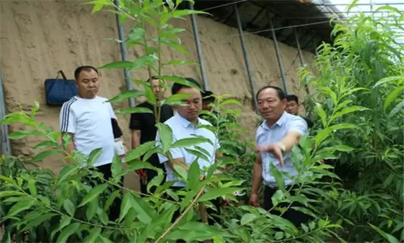 大棚桃树的种植方法和管理技术的五个关键点 大棚桃树的种植方法和管理技术的五个关键点
