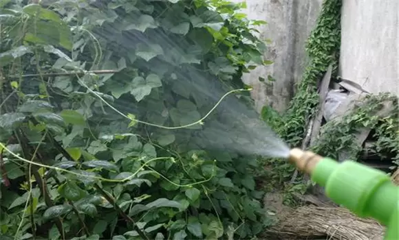 豆角腻虫是什么原因导致的