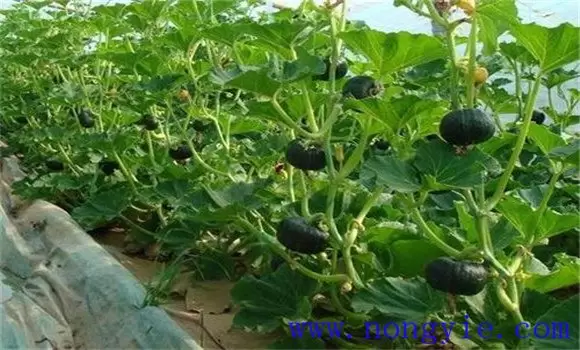 南瓜角斑病症状及治疗方法 南瓜角斑病症状及治疗方法