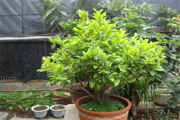 含笑盆栽种植技术及日常管理要求