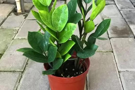 喜阴的植物 喜阴的植物