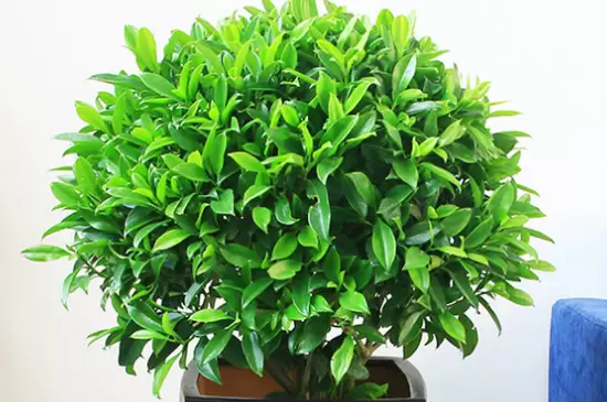 去甲醛味用什么植物 去甲醛味用什么植物