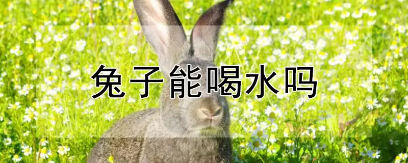 兔子能喝水吗 兔子能喝水吗