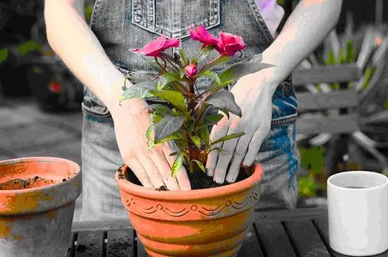冬天换盆的花要不要马上浇水 冬天换盆的花要不要马上浇水