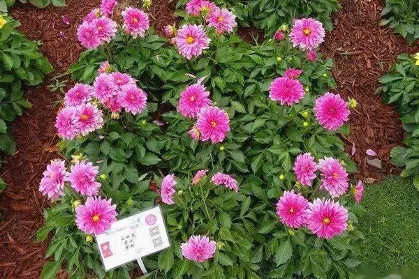 大丽花是一年生还是多年生?大丽花的越冬方法 大丽花是一年生还是多年生?大丽花的越冬方法