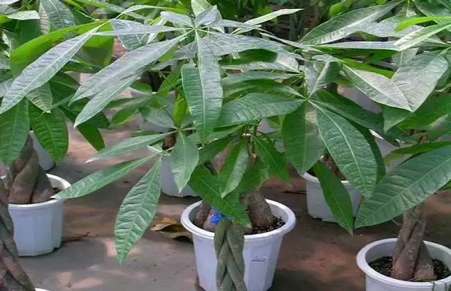 发财树摆放在哪里好? 发财树摆放在哪里好?