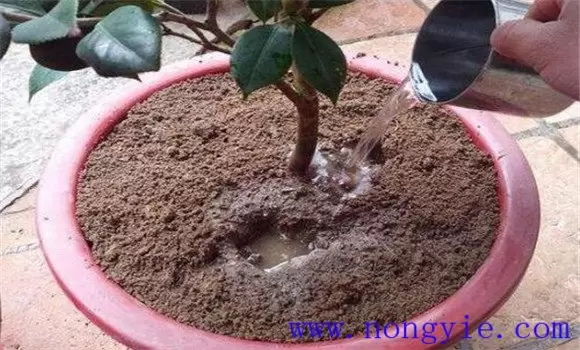 茶花养护与管理方法 茶花养护与管理方法