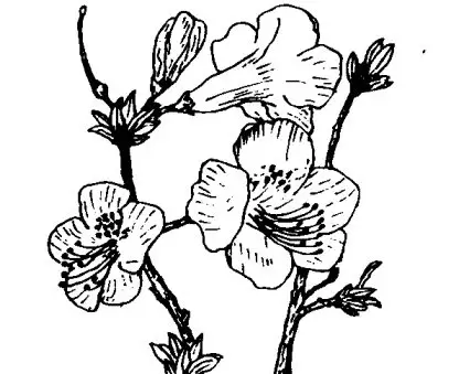 杜鹃花的功效与作用 杜鹃花的功效与作用