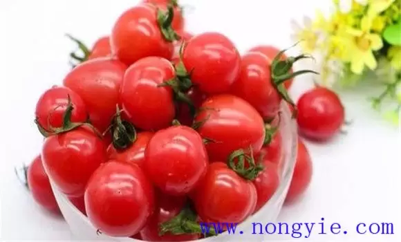 圣女果是凉性还是热性？